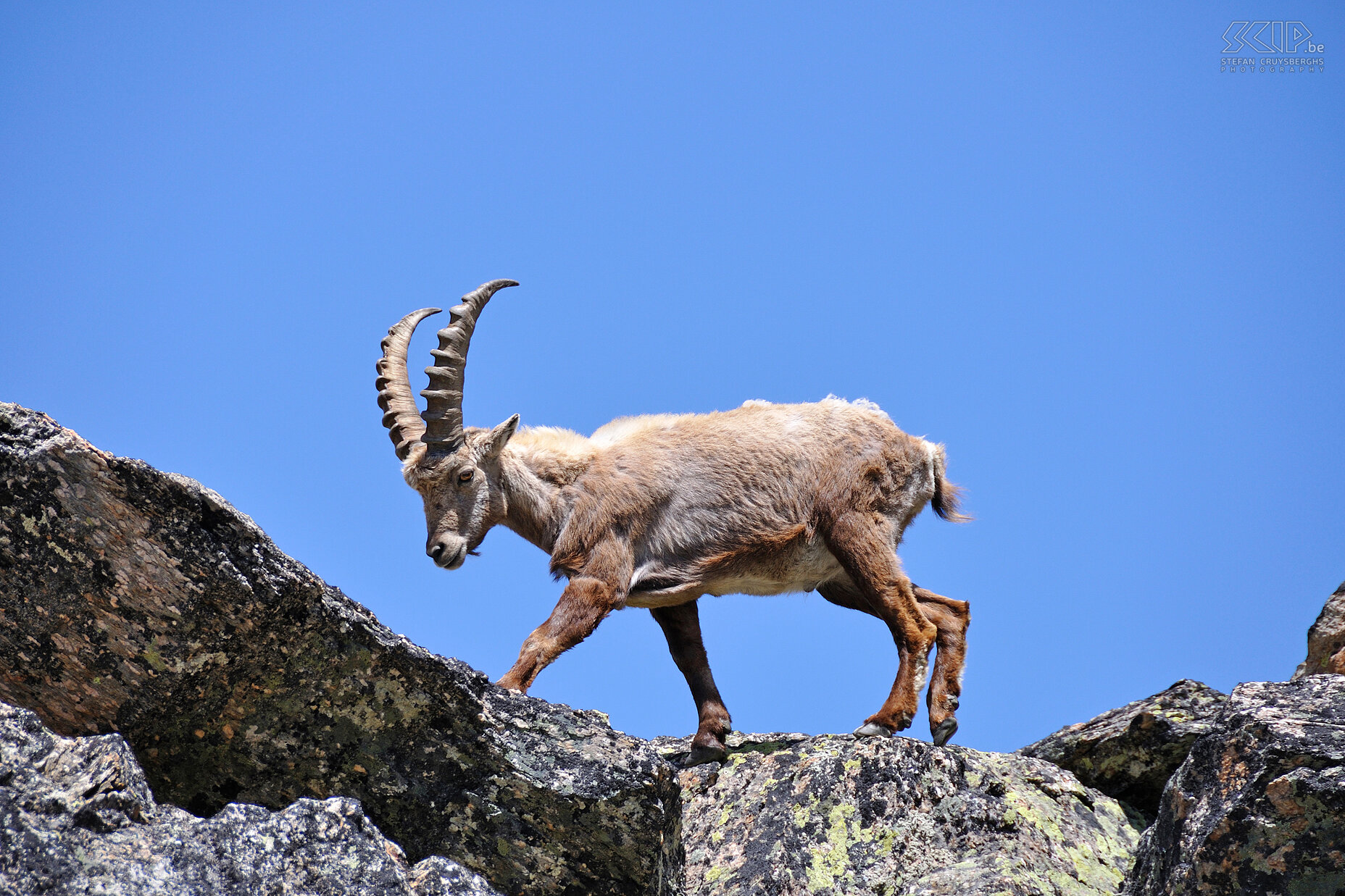 Steenbok We kunnen de steenbok redelijk dicht naderen en het beest neemt zelfs de tijd om te poseren. Stefan Cruysberghs